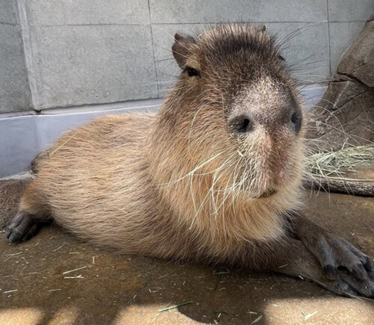 カピバラの誕生日会を開催！ 大好物モリモリの飼育員手作りケーキを