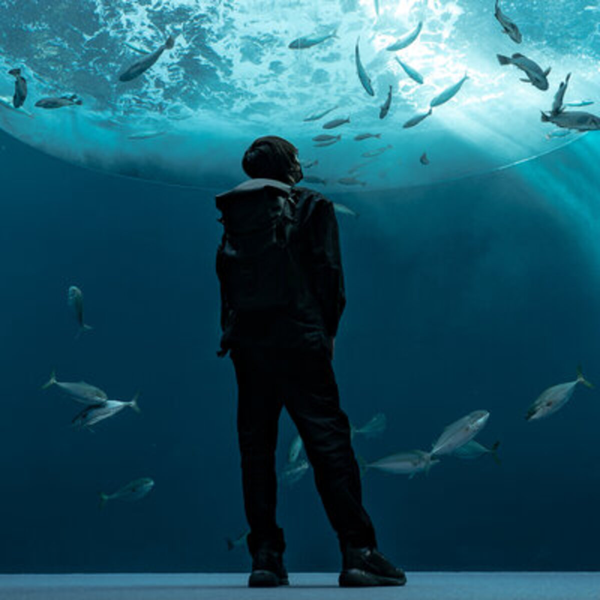 水族館写真家・銀鏡つかさ氏による新作3点を特別展示 広島もとまち