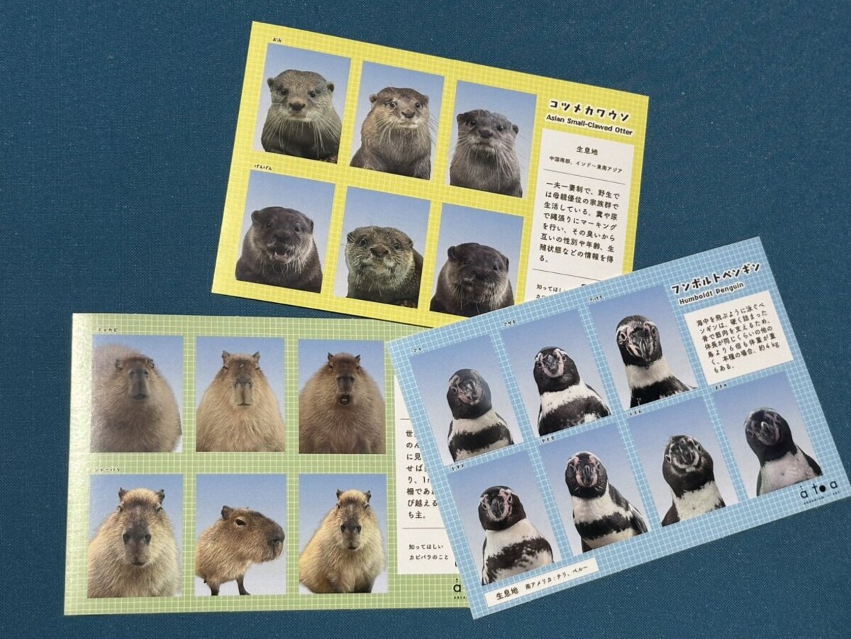 カピバラ・コツメカワウソ・フンボルトペンギンの「証明写真風シール