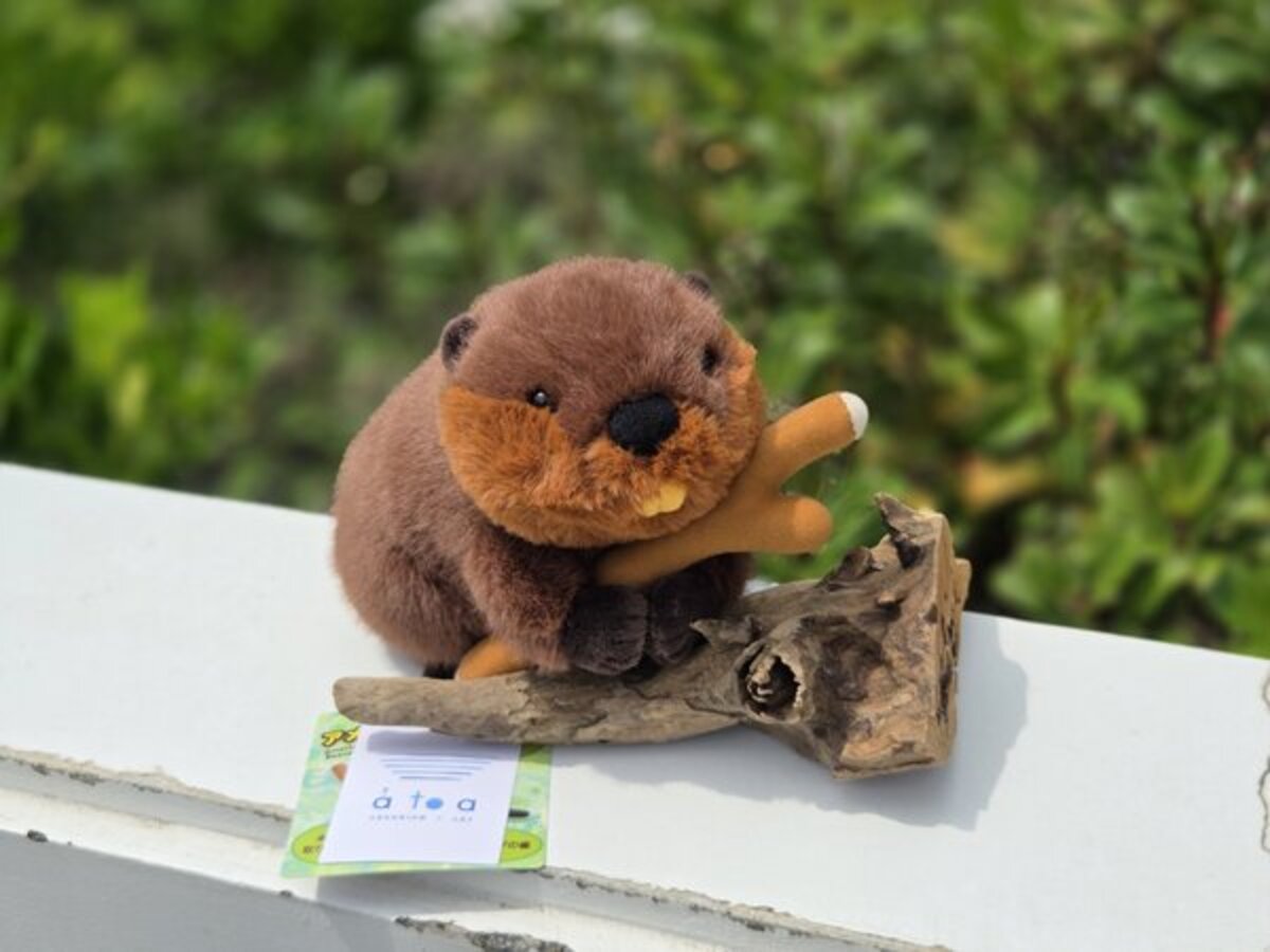 アトアの生きものが新グッズに！飼育員監修のビーバーのぬいぐるみ