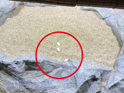 ニシキマゲクビガメの卵.jpg