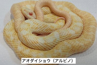 アオダイショウ.jpeg