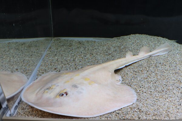 白化個体ウチワザメ切り取り.jpg