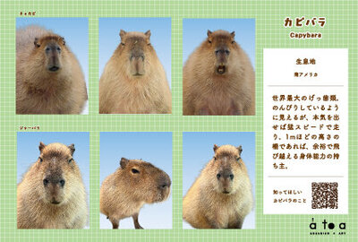 証明写真_カピバラ.jpg