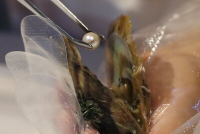 真珠 - コピー.JPG