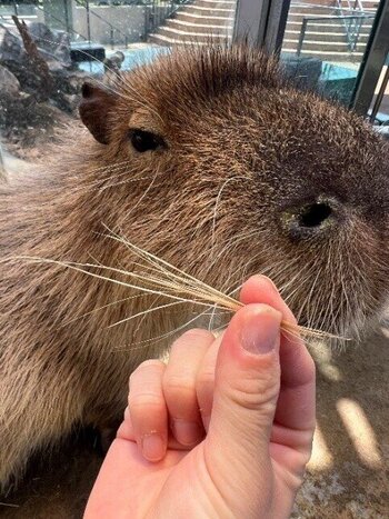 カピバラひげ.jpg
