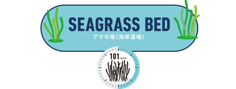 Seagrass bed アマモ場（海草藻場）