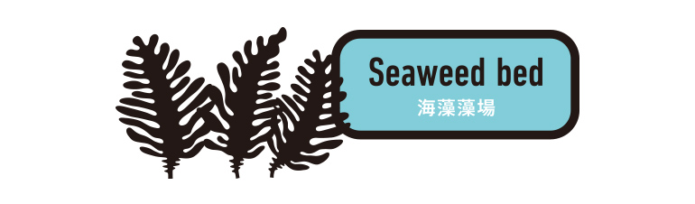 Seaweed bed 海藻藻場