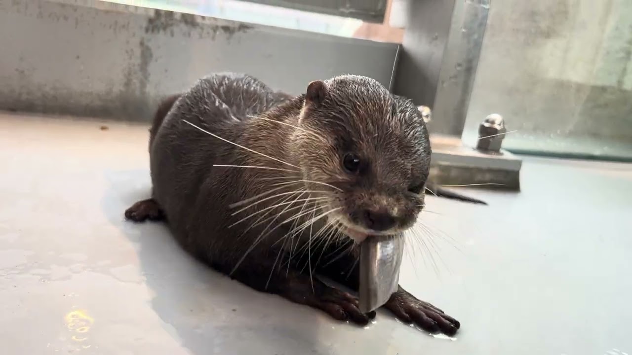 たくさんの魚介類を食べる