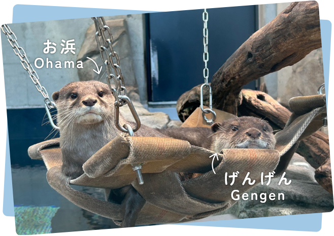 コツメカワウソ お浜とげんげんの写真