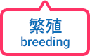 繁殖 breeding