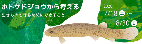 ホトケドジョウ.jpg